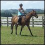 show horse - my show horse at gymkana