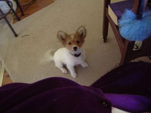 Bobo...now named Beau...cute, fluffy and lovely to - This puppy I rescued just before Christmas. He is now the newest, much loved member of my elder daughter's family.