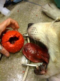 Poor Dog - Had to have his tongue aputated