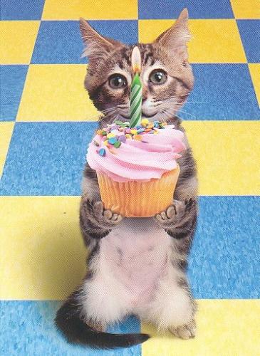 my cat sats sorry! - vjd hgsdprth aprdih my cat sats sorry! - vjd hgsdprth aprdih