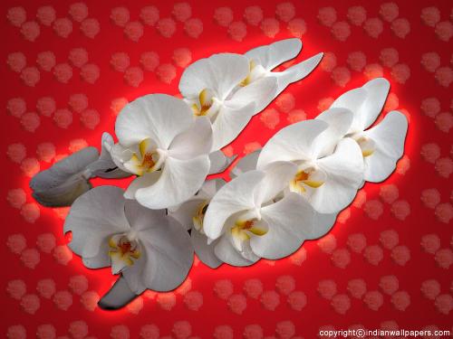 flower  - nice
