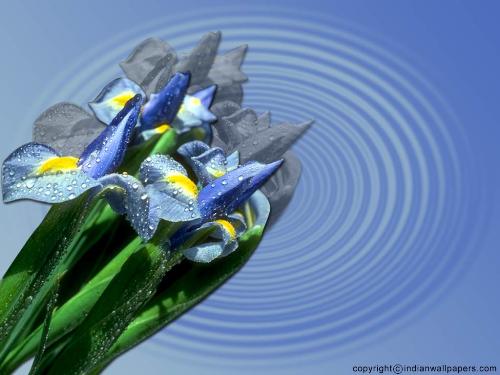flower  - nice