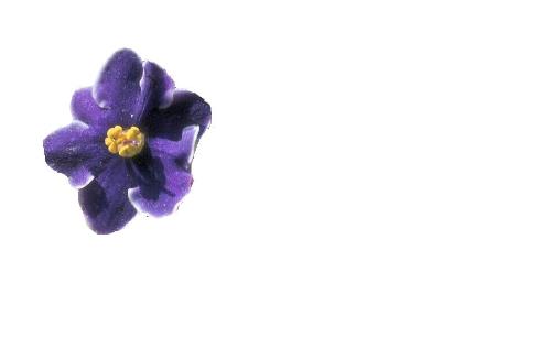 flower  - nice
