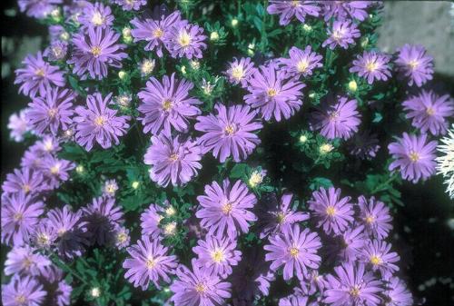 flower  - nice