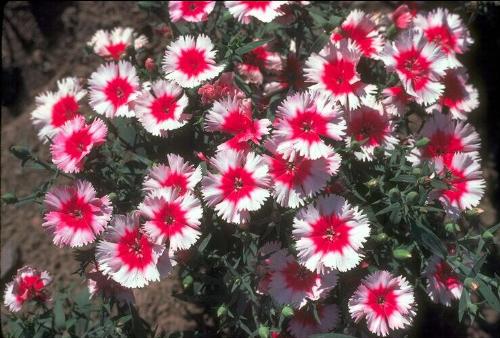 flower  - nice