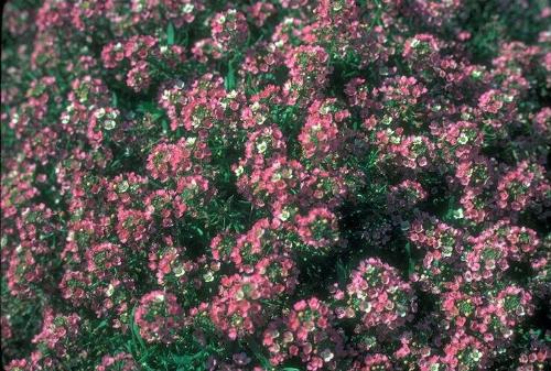 flower  - nice