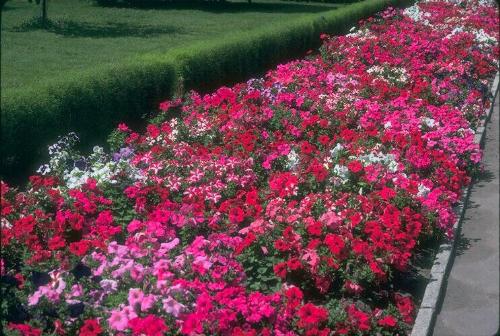 flower  - nice