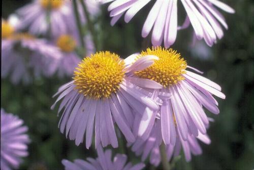 flower  - nice