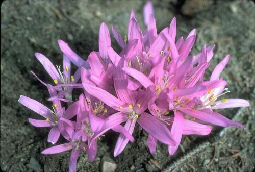 flower  - nice