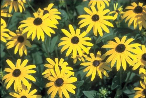 flower  - nice