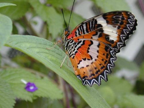 Orange, Rust, Black and White Butterfly - This is a beautiful colored butterfly sitting admist greenery. Colors are orange, rust, black and white photo is copyrighted