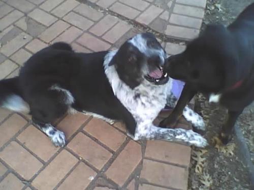 Shamu and Prissy - Shamu is mixed breed: Border Collie/Australian Shepherd. Prissy mixed Rhot./?