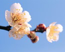 Elegant beautiful plum - Wind and rain sent chun gui,snow to the Spring Festival.Is a cliff Baizhang ice,Qiao Worse flowers.Qiao Zheng-chun is not only the spring reported.Yamahana stay in full bloom,she laughed in a pair.Vivid plum blossom to the elegant,beautiful,described became positive,faithful few characters!