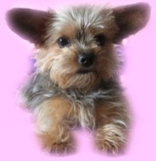 Puppies - The most rewarding commitment I have ever made is to my puppy, Baby Roxy Raphael.
