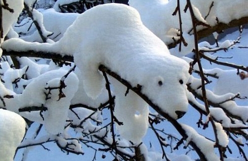 polar bear - A little polar bear is playing in the tree.