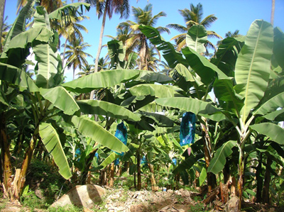 A banana firm - Every part of the banana tree finds some use. The banana stem is a pseudo stem. The banana can be eaten both when ripe or can be used as a vegetable when raw.The banana leaf is used as a tray for serving food in many parts of the world.