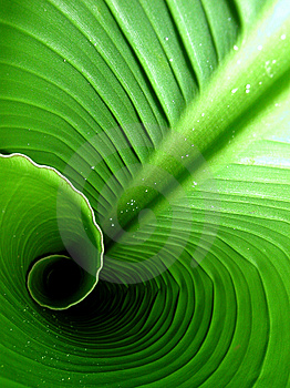 The inside of a banana leaf - Isn't this beautiful. The leaf unfolds as it gets older. It is used as a serving tray for food in many parts of the world.