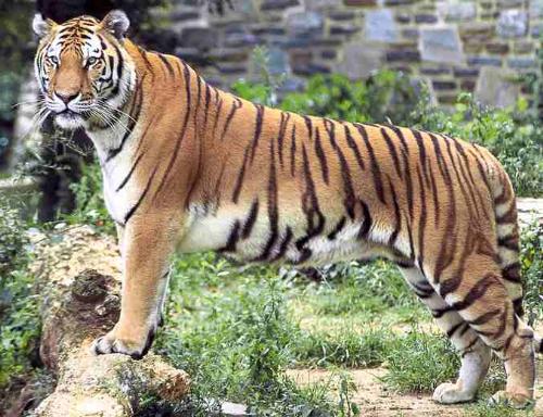 Bengal tiger - royal bengal tiger