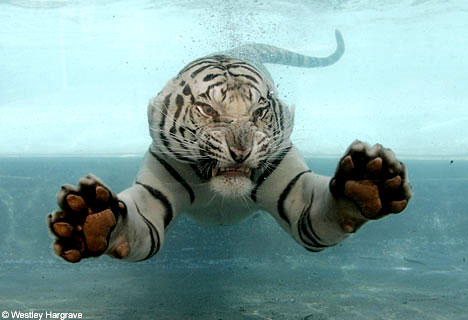 White swimming tiger - Rare white tiger