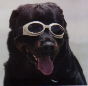 Ike - My Rottweiler Multi-V Isthorshunde von Rabinsbach BH (Ike)