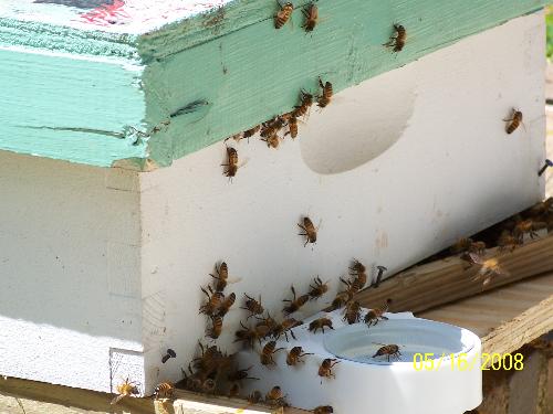 Some Of My Dad's Honeybees - Some of my dad's honeybees.