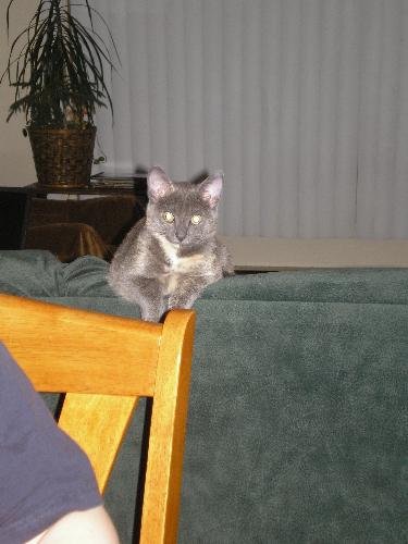 Katie - Katie, checking out the table from the couch