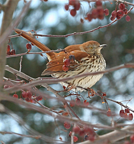 Brown Thrasher - This is a rarely bird.