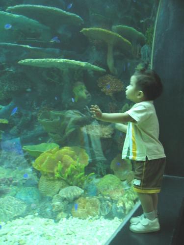 manila ocean park - my son's birthday manila ocean park - my son's birthday
