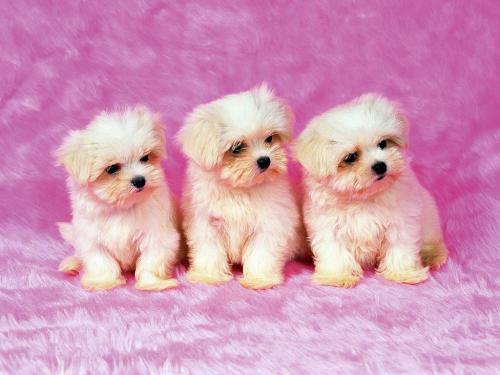 dog lover - love it