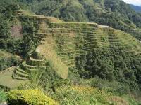 mini rice terraces - this was taken in my province