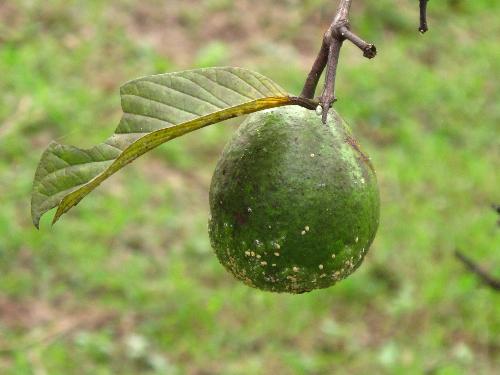 fruit - green