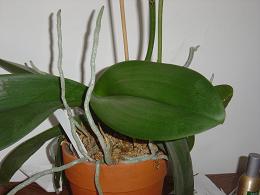 shoots on my orchid - I have no idea what these are but they are all over and they never flower or change form.