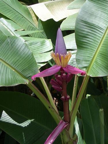 Banana Flower -  A banana flower is referred to as 'heart' in one region in the Philippines.