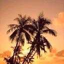 Palm tree - Picture of typical desert island