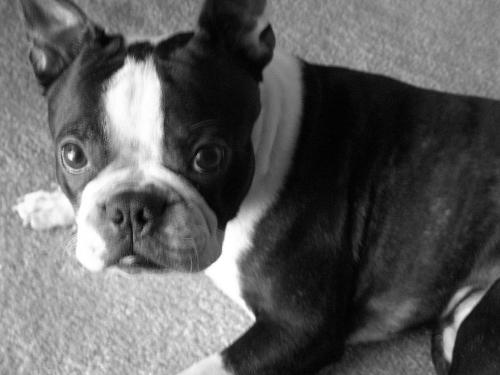 Griffin - my dog, Griffin
