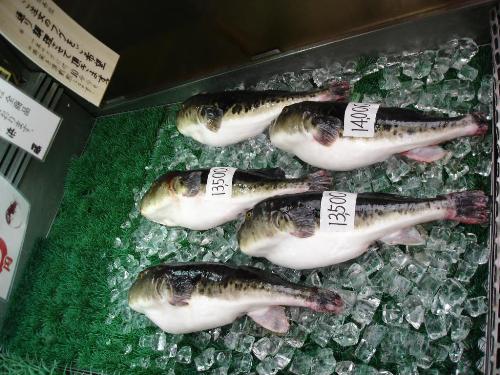 fugu fish - fugu is a very delicious but poisonous fish.