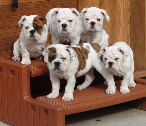 Bulldogs Clan - waiting to play