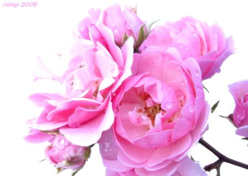 I Like Flowers - lovely.....