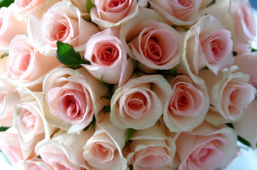 I Like Flowers - Aren't they beautiful?