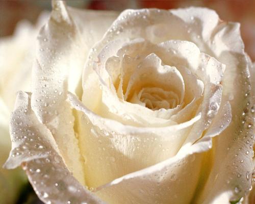 I Like Flowers - Koool....