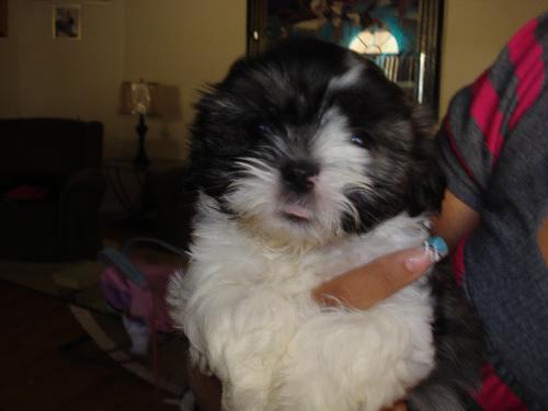 Dexter  - Just me loving Dexter