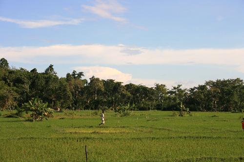 Rice Fields - A photo of rice fields we took while driving between Cebu and Carcar. They are located just outside CarCar city. Philippines.