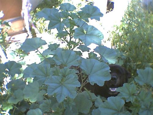My dog hiding in the plantlife - Valentine, my dog, hiding in some growth in his old backyard