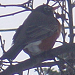 This bird looks like a robin - I thought robins went south for the winter and this one has more red coloring than orange on it. 