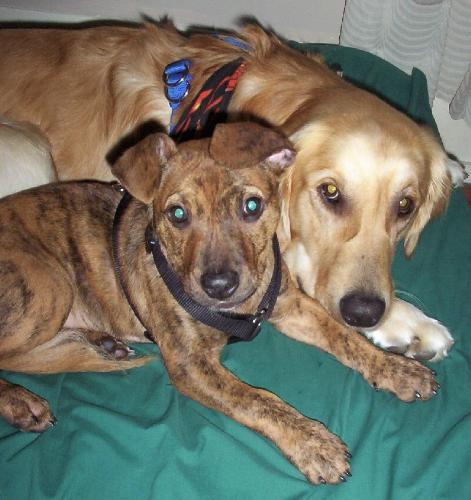 Puppy Love : ) - Sunny (golden retriever) and Cami (pit bull terrier) sharing again.