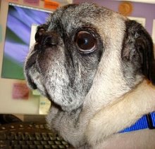 pet dog - animal lovers out there, get it now!