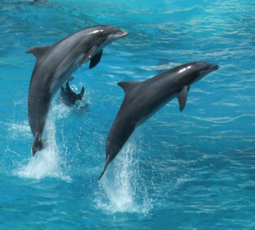 Dolphins love - Lovely dolphin images