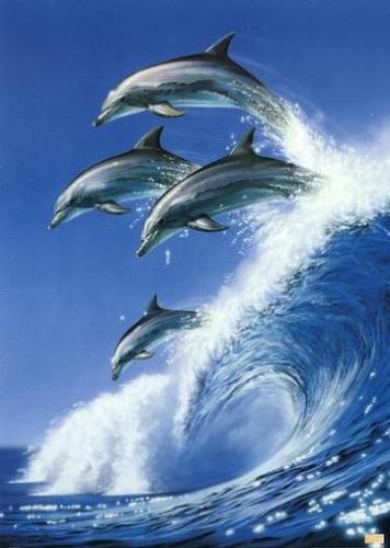 Dolphins somersault - somersault