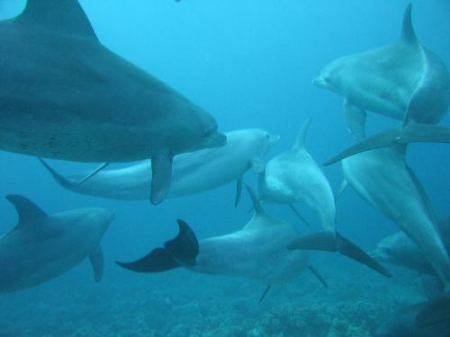 Under water - Dolphins