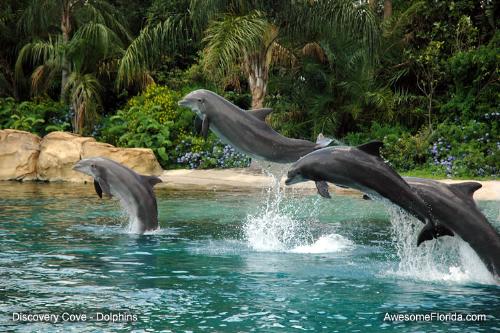 Dolphins in a pool - pool of dolphins